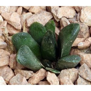 Haworthia truncata cv Sizunami 3-inch pots