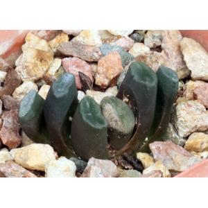 Haworthia truncata var. truncata (C1-2, Welkom Farm) 4-inch pots