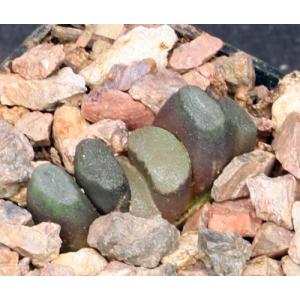 Haworthia truncata var. truncata 2-inch pots