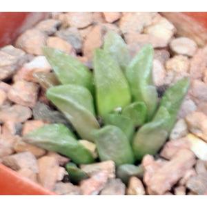 Haworthia turgida var. suberecta (Brandwag) 4-inch pots