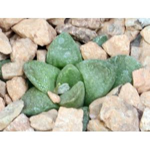 Haworthia turgida var. suberecta (VDV 172) 3-inch pots