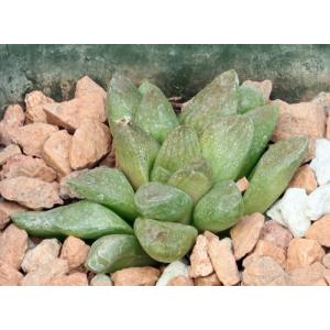 Haworthia turgida var. suberecta (VDV 172) 4-inch pots