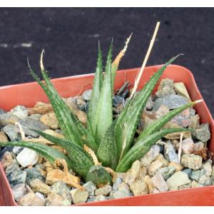 Haworthia venosa var. woolleyi (GM 79) 3-inch pots