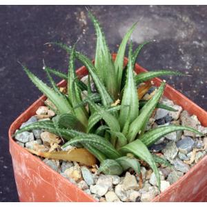 Haworthia venosa var. wooleyii 4-inch pots