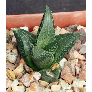 Haworthia venosa var. tessellata cv Dorothy Pasek 4-inch pots