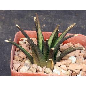 Haworthia venosa var. woolleyi (GM 79) 4-inch pots