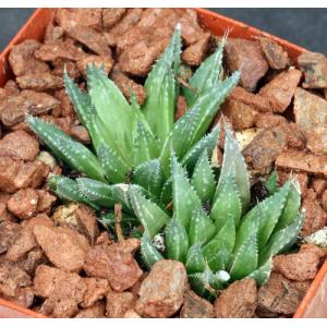 Haworthia vlokii (JDV 93-2) 4-inch pots