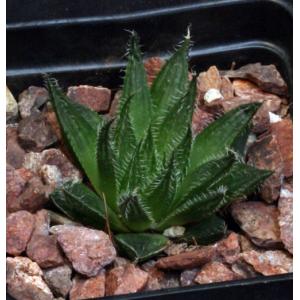 Haworthia cv Black Widow x arachnoidea 2-inch pots