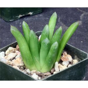 Haworthia cv ‘Harry Johnson‘ 3-inch pots