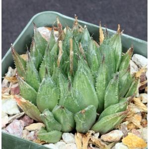 Haworthia cv Ollasonii 4-inch pots