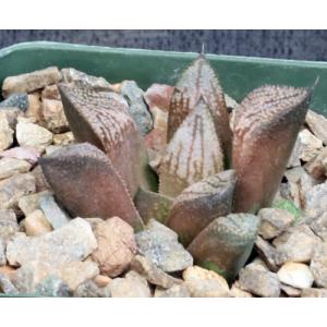 Haworthia cv Wicked Witch 4-inch pots