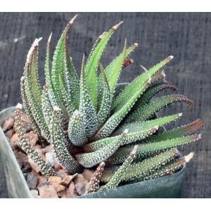 Haworthia attenuata cv Concolor 4-inch pots