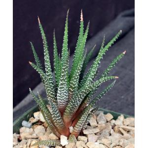 Haworthia attenuata var. attenuata (JDV 90-42) 5-inch pots