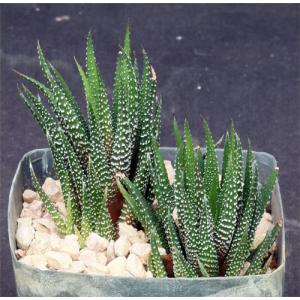 Haworthia attenuata var. attenuata (JDV 90-42) 5-inch pots