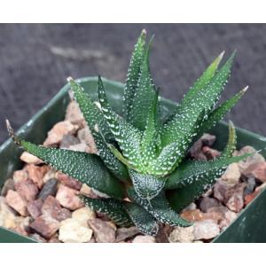 Haworthia attenuata forma britteniae 4-inch pots