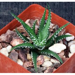 Haworthia attenuata forma caespitosa 3-inch pots