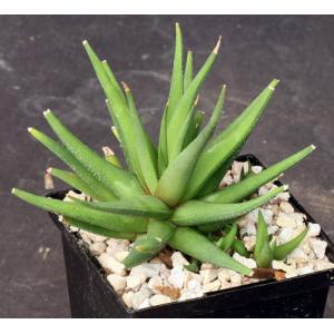 Haworthia attenuata var. radula 5-inch pots