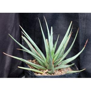 Haworthia attenuata var. radula (variegate) one-gallon pots