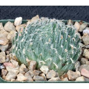 Haworthia bolusii var. bolusii 4-inch pots