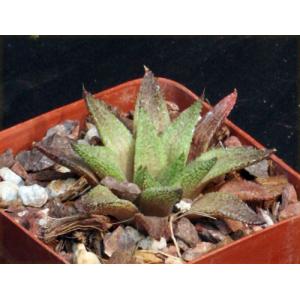 Haworthia cv ‘breticula‘ 4-inch pots
