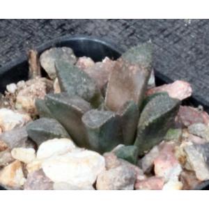 Haworthia breueri (GM 449) 2-inch pots