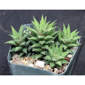 Haworthia cassytha 4-inch pots