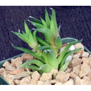 Haworthia chloracantha var. denticulifera (GM 283) 4-inch pots