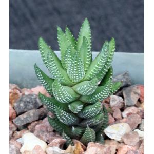 Haworthia coarctata var. adelaidensis (riebeeckensis) 4-inch pot