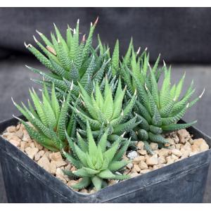 Haworthia coarctata var. adelaidensis (riebeeckensis) one-gallon