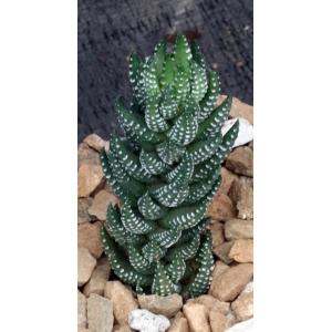 Haworthia coarctata var. bellula (GGSmith 3137) 4-inch pots