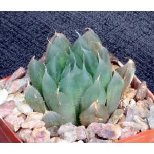 Haworthia cooperi var. cooperi 3-inch pots
