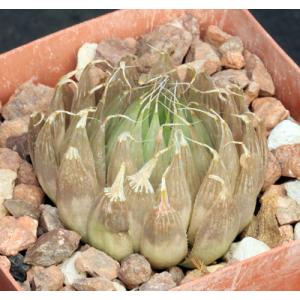 Haworthia cooperi var. gordoniana (FSA 192) 4-inch pots