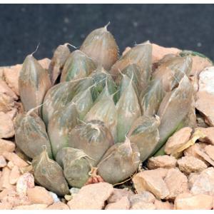 Haworthia cooperi var. pilifera 4-inch pots