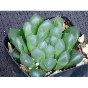 Haworthia cooperi var. pilifera 2-inch pots