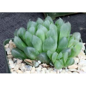 Haworthia cooperi var. pilifera 4-inch pots