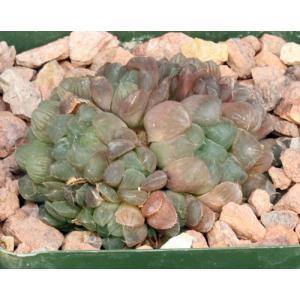 Haworthia cooperi var. truncata (MBB 386/70) 4-inch pots