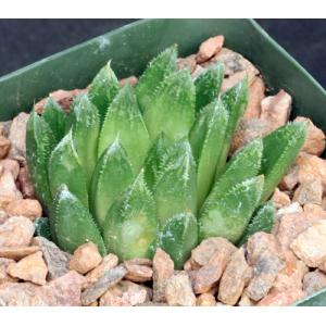 Haworthia cooperi var. venusta (GM 292) 4-inch pots