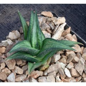 Haworthia coriacea (IB 6414) 4-inch pots
