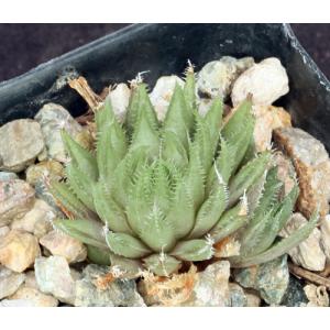 Haworthia cummingii (VDV1414) 2-inch pots