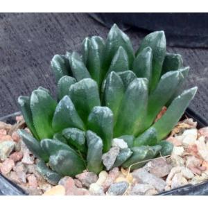 Haworthia cuspidata x truncata 5-inch pots