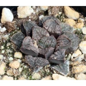 Haworthia cv Blue Diamond 4-inch pots
