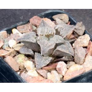 Haworthia cv Bodacious 2-inch pots