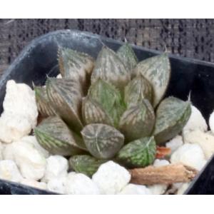 Haworthia cv Canto 2-inch pots