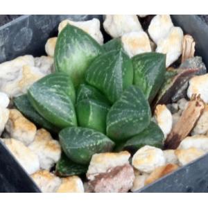 Haworthia cv Gipsy 2-inch pots