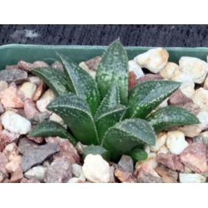 Haworthia cv Hairy One 2-inch pots