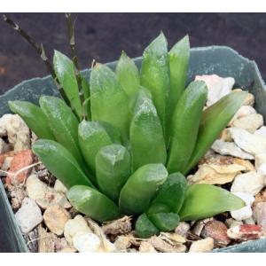 Haworthia cv Harry Johnson 4-inch pots