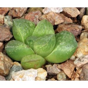 Haworthia cv Ipso Facto 2-inch pots
