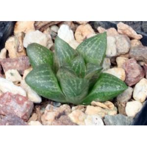 Haworthia cv Katie 2-inch pots