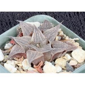 Haworthia cv LOL 2-inch pots