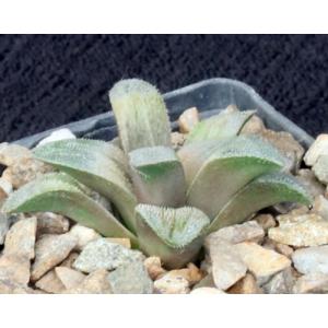 Haworthia cv La Chula 4-inch pots